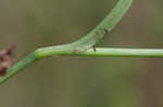 Virginia spiderwort